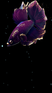 Betta Fish Screenshot