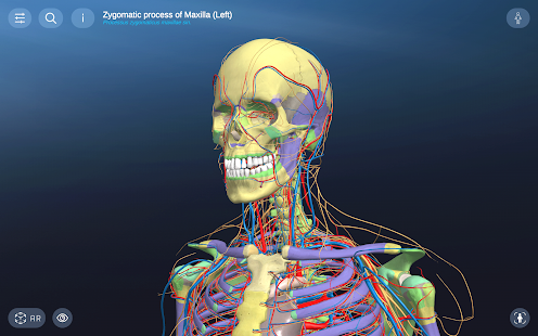 AR Anatomy Screenshot