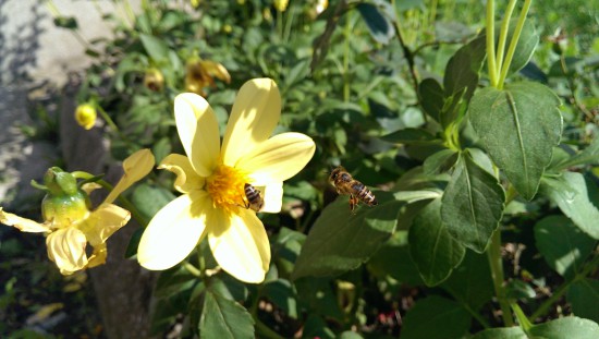 Včielka v akcii