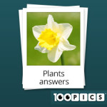 100-pics-answers-plants