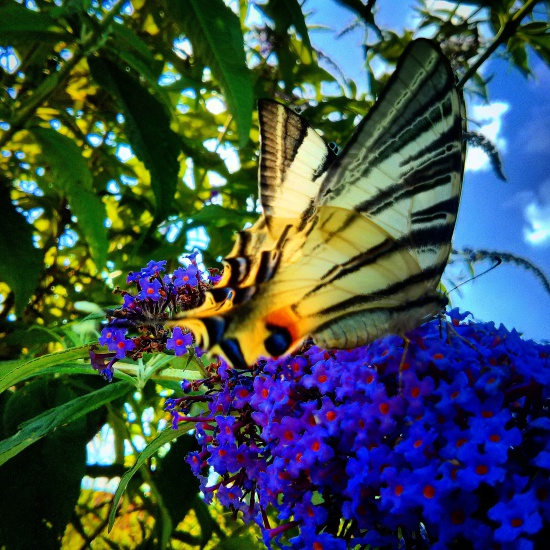 Motýľ | Nexus 4 | Štefan Potocký