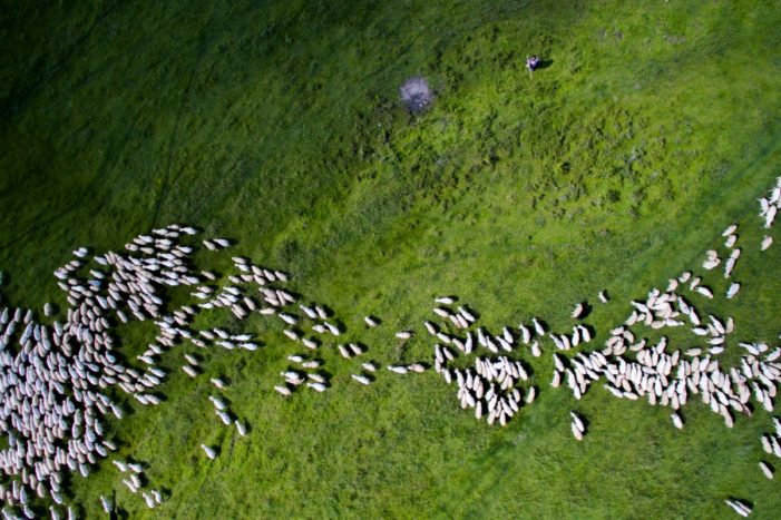 Stádo oviec, Rumunsko, autor: Thedon