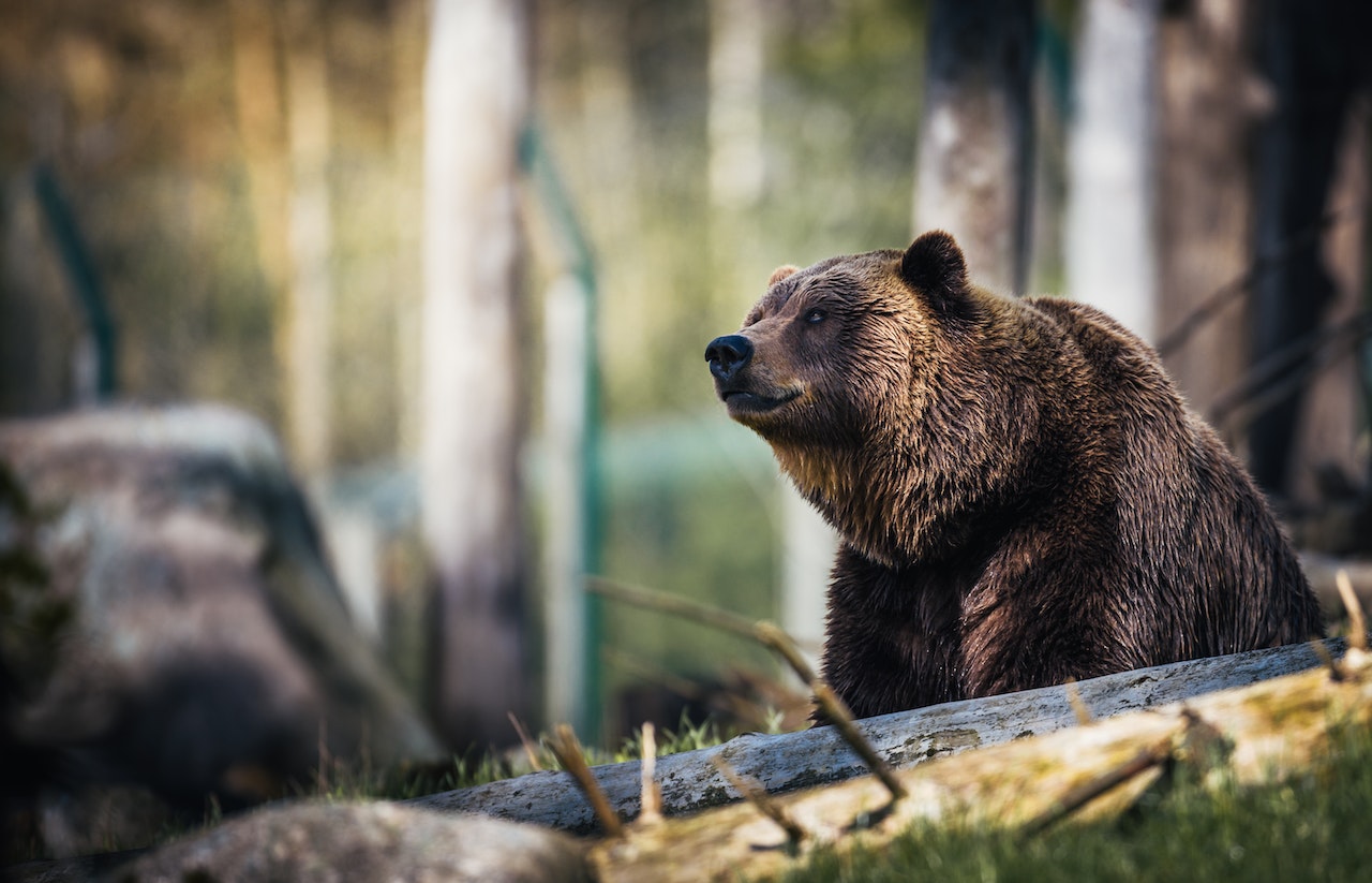 Slováci budú môcť nahlasovať výskyt medveďov pomocou aplikácie